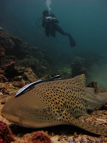 Leopard Shark and Remora