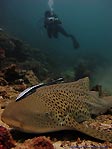 Leopard Shark and Remora