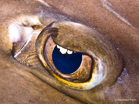 Shovelnose Ray Eye at Night