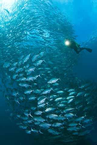 Diver with Schooling Jacks