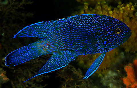 Southern Blue Devil