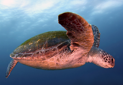 Green Sea Turtle