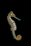 Sulawesi Seahorse