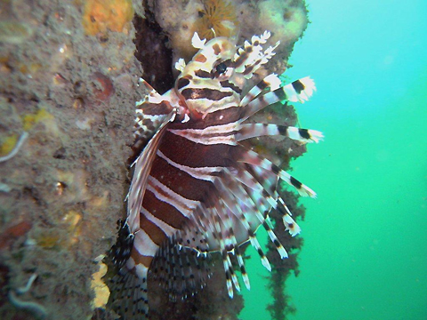 Lionfish