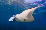 Underwater Eagle