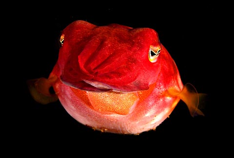 Juvenile Cuttlefish