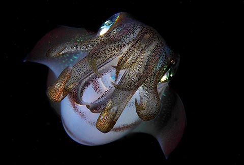 Reef Squid at night