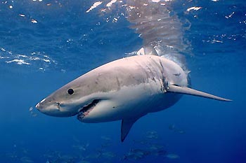 Great White Shark - photographed by underwater australasia member Daniel Norwood