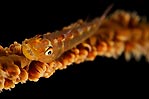 Whip Coral Goby