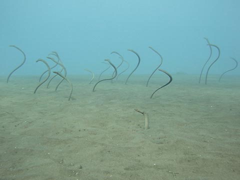 Eel garden