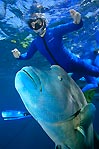 Beautiful Barrier reef Groper