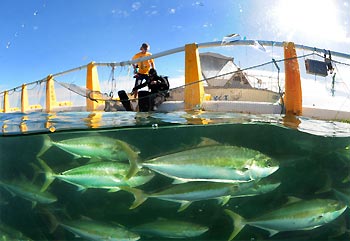 Swimming with kingfish at Whyalla, South Australia