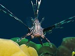 Lion Fish