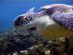 Green Turtle, Chelonia mydas