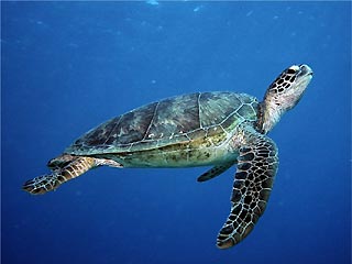 Green Turtle