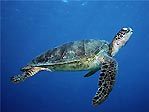 Green Turtle