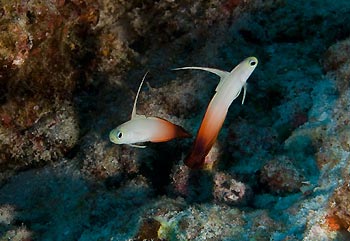 A pair of Fire Gobies - Cocos Keeling Islands, Western Australia