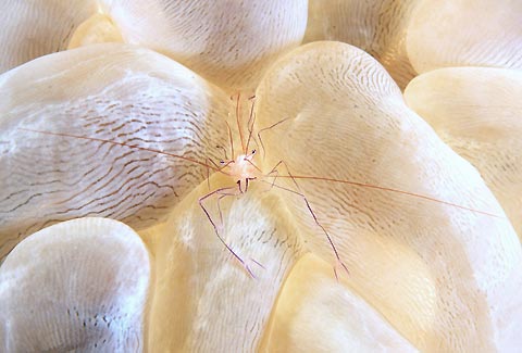 Bubble Coral Shrimp