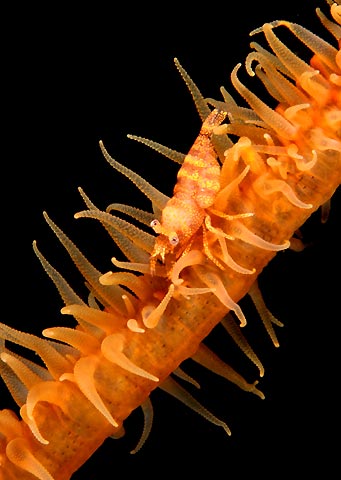 Zanzibar Shrimp