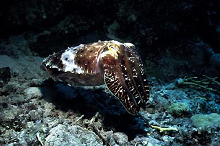 Cuttlefish