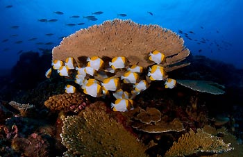 Pyramid Butterflyfish at Christmas Island, Australia