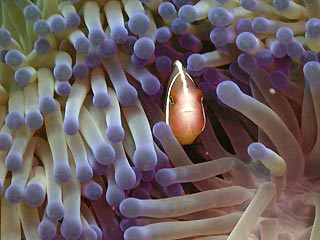 Pink Clownfish