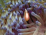 Pink Clownfish