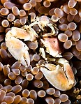 Porcelain Crab family portrait