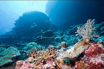 Reef scene after Tropical Cyclone Yasi hit the Great Barrier Reef, Queensland, Australia