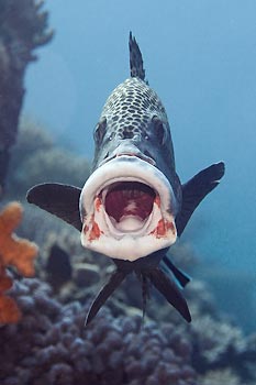 Sweetlips at a cleaning station. Taken after Tropical Cyclone Yasi hit the Great Barrier Reef, Queensland, Australia