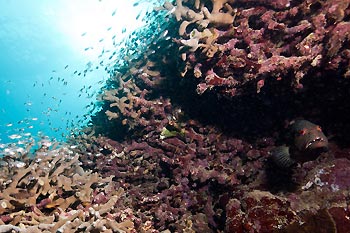 Reef scene after Tropical Cyclone Yasi hit the Great Barrier Reef, Queensland, Australia