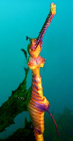 Weedy Seadragon