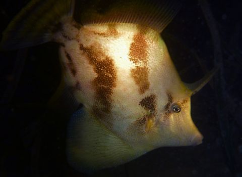 Sleepy Leatherjacket