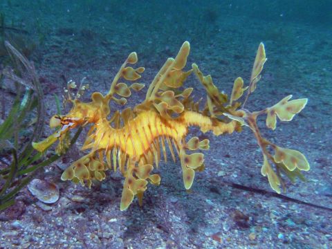 Rapid Bay Seadragon