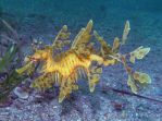 Rapid Bay Seadragon