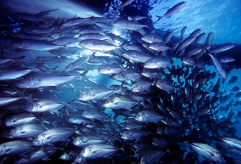 Satoshi Kajimoto with Fish Stream from the Navy Pier, Exmouth, Western Australia.