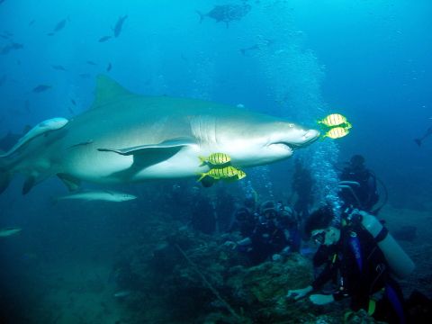 Lemon Shark at Beqa