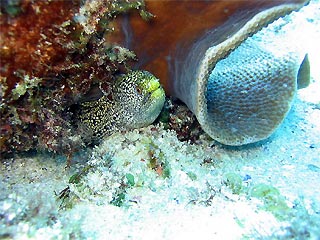 Moray Eel