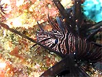 Lion Fish