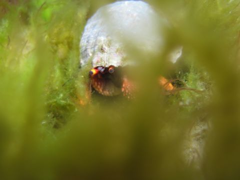 Hermit Crab in hiding