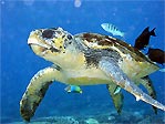 Loggerhead Turtle