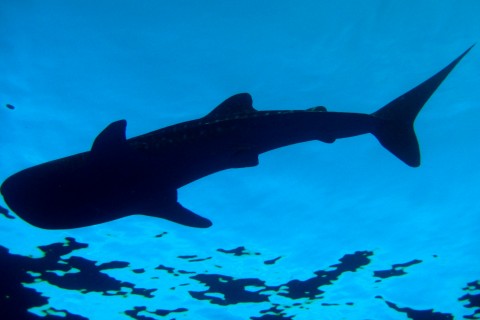 Whaleshark Above