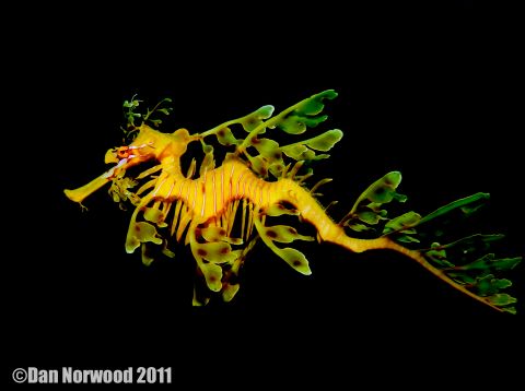 Leafy Seadragon