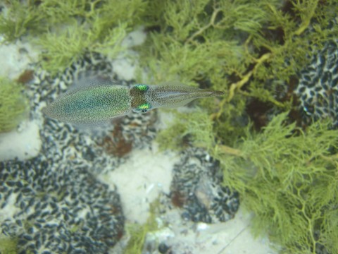 Small Port Noarlunga Squid