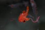 Lost frogfish