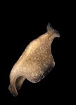 Flying Flatworm