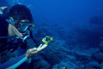 Diver and anemone fish