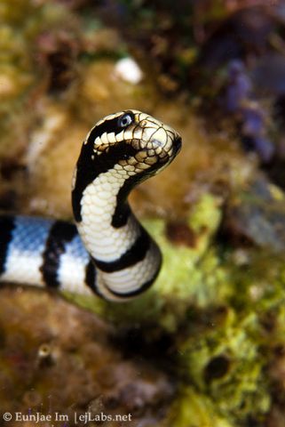 Sea snake