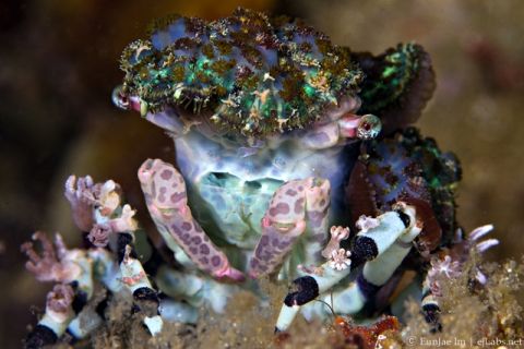 Decorator Crab