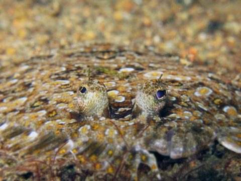 Flounder's Eyes